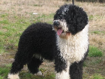 Spanish Water Dog (Perro de Agua Espanol)
