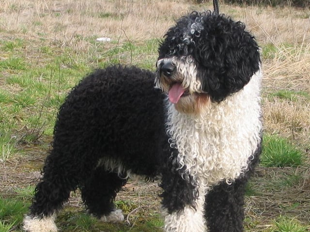 Spansk vannhund