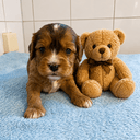 Cavapoo