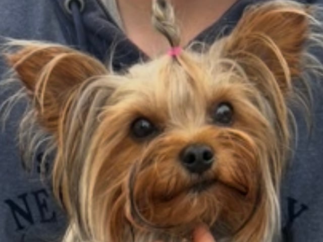Yorkshire terrier