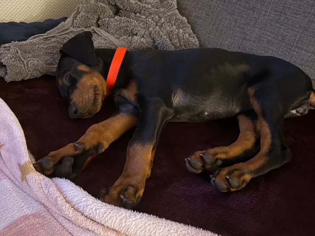 Dobermann