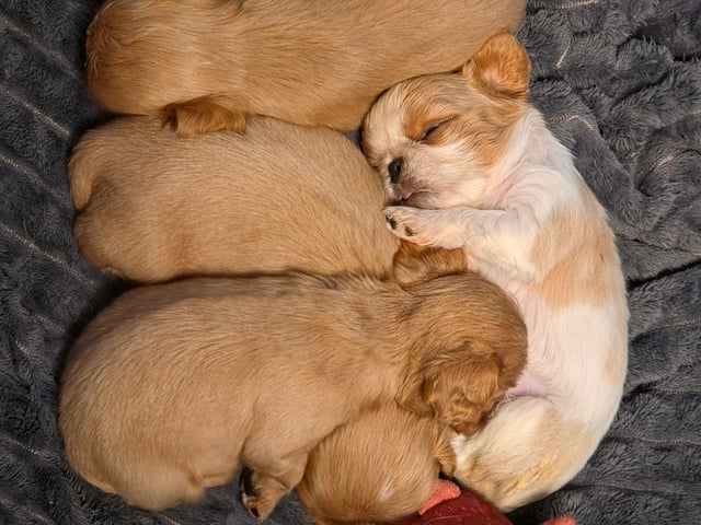 King charles spaniel