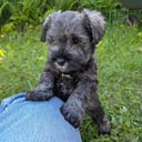 Dvergschnauzer