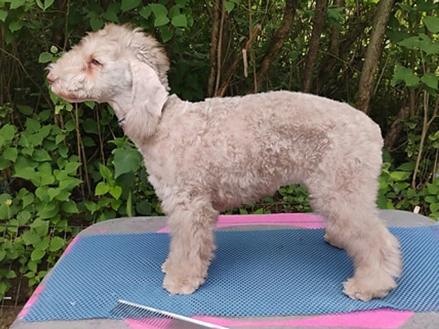 Bedlington Terrier