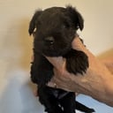 Miniature Schnauzer