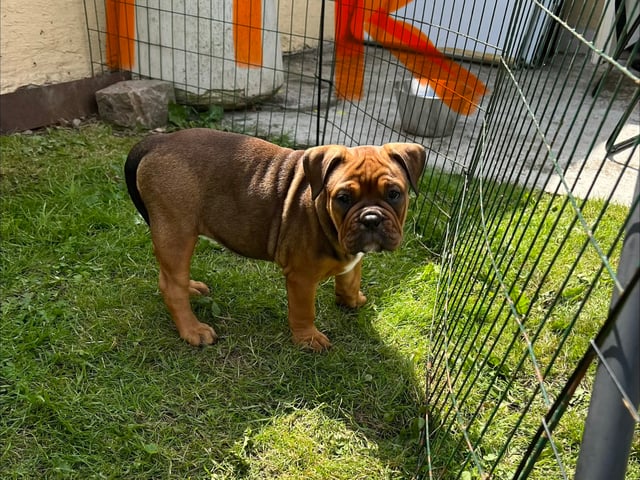 Olde English Bulldogge
