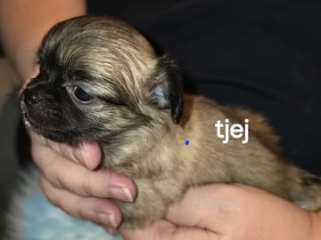 Tik 1