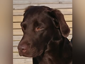 Storåns kennel