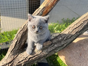 Britisk korthår · Beder-Malling · Serine BlueCats