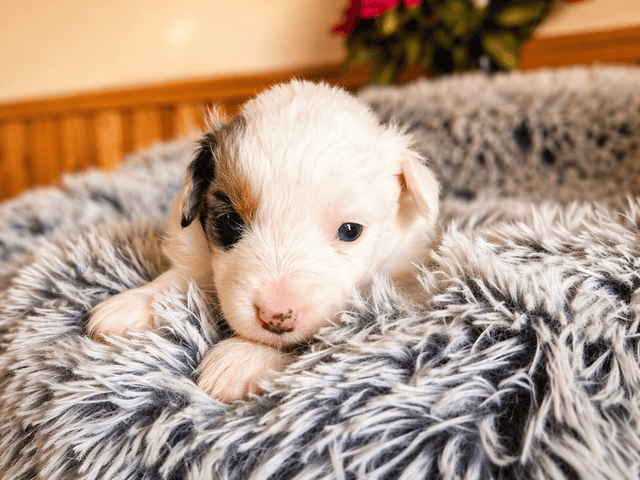 Miniature American Shepherd
