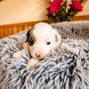 Miniature american shepherd