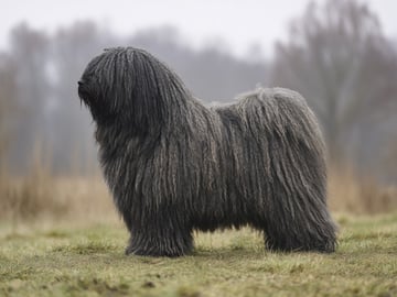 Angelludd Kennel