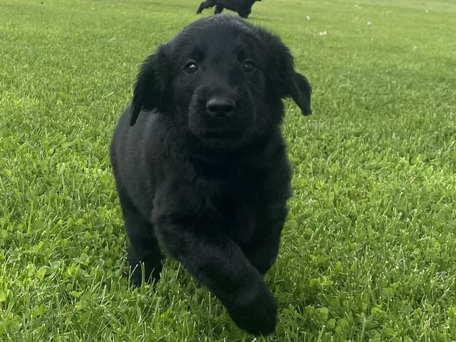 Flatcoated retriever