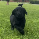 Flat coated retriever