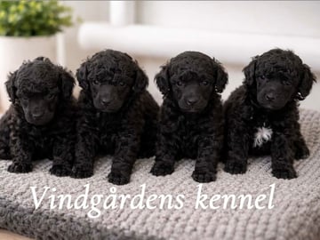 Vindgårdens kennel