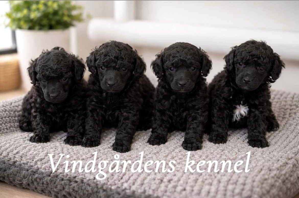 Vindgårdens kennel
