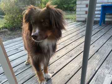 Miniature American Shepherd · Hägersten · Gabriel L.