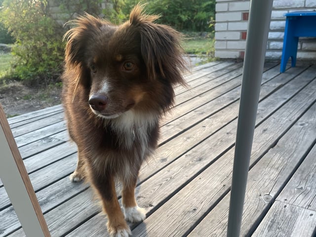 Miniature American Shepherd