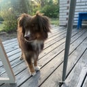 Miniature american shepherd