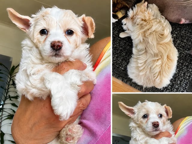 Chinese crested dog