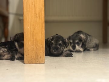 Dværgschnauzer · Partille · Encalnas' Kennel