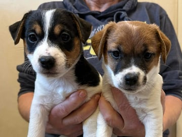 Limelight Kennels