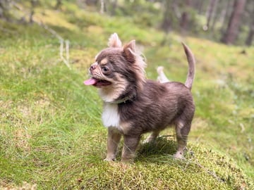 Chihuahua · Karlstad · Zusanna D.