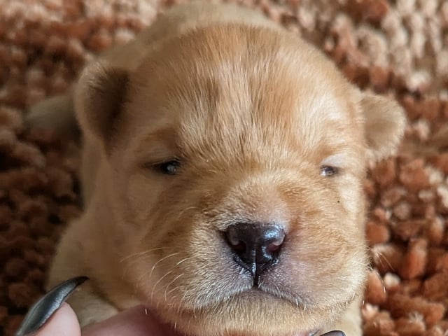 Shar pei