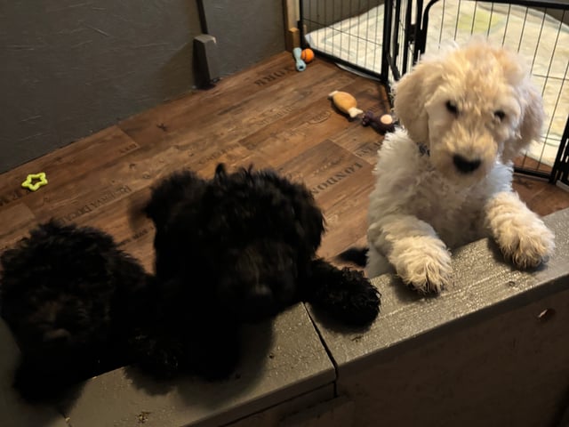 Goldendoodle · Västerlanda · Lugnets kennel