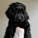 Cockerpoo
