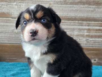 Aussie Bio Gård