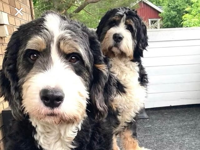 Bernedoodle