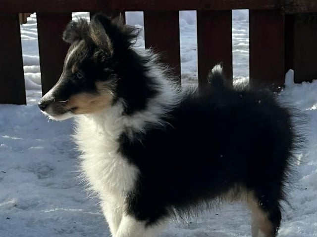 Shetland sheepdog