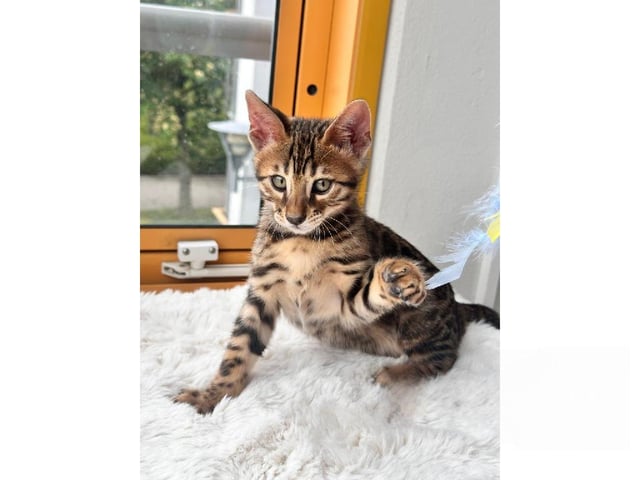 Bengal