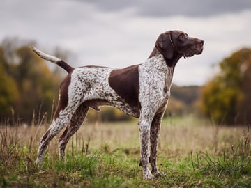Pointer