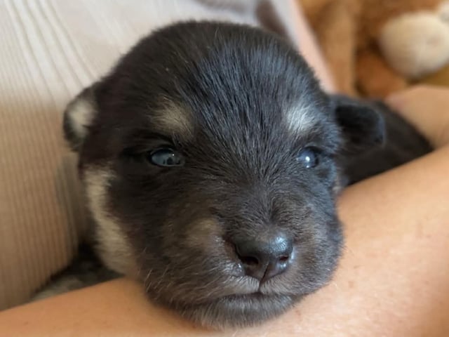 Finsk lapphund