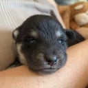 Finsk lapphund