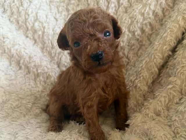 Toy puddel · Tumba · Samuel P.