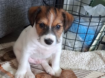 Jack Russell terrier · Bjarkøy · Marita M.