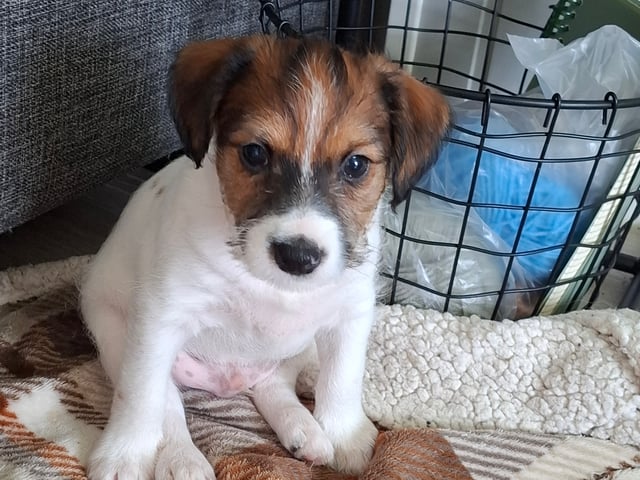 Jack russell terrier · Bjarkøy · Marita M.