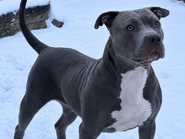 American bully