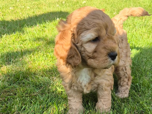 Cockerpoo