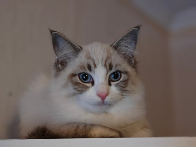 Ragdoll (utan stamtavla) · Vadstena · Skåningstorp