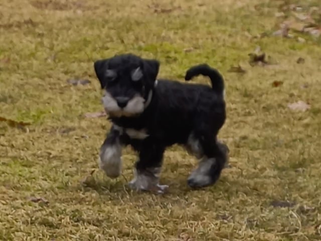 Dværgschnauzer