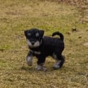 Dvergschnauzer