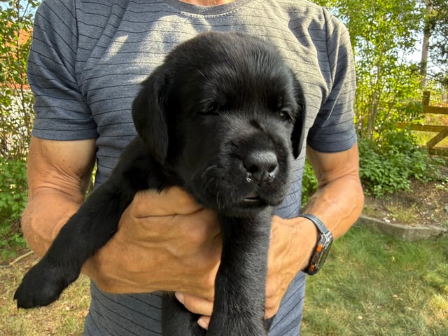 Labrador retriever · Huddinge · Apitas Hundar