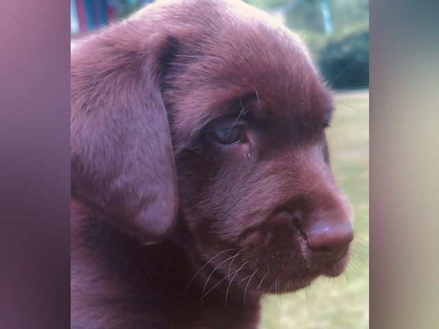 Labrador retriever