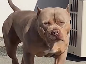American bully · Lidköping · Angelina R.