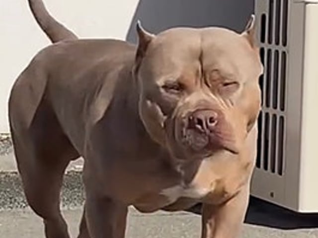 American bully valpar