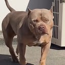 American bully